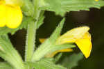 Yellow glandweed